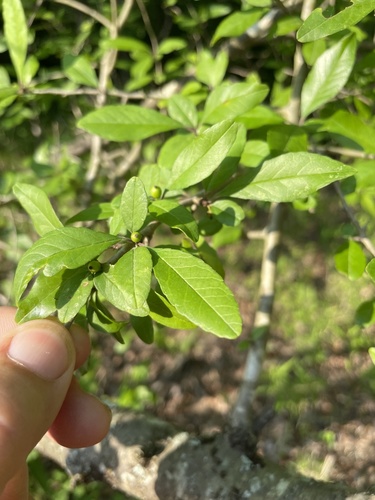 Ilex decidua (possumhaw) (alternate view 8)