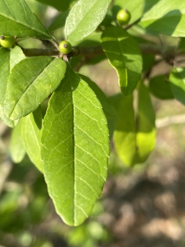 Ilex decidua (possumhaw) (alternate view 9)