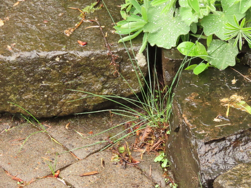 Festuca roemeri (Roemer's Fescue)