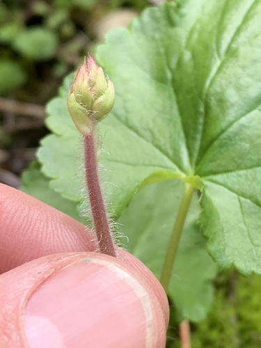 Heuchera chlorantha (Tall Alumroot) (alternate view 2)