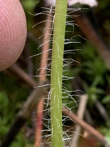 Heuchera chlorantha (Tall Alumroot) (alternate view 3)