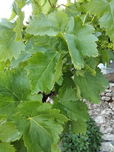 Vitis vinifera (grape)