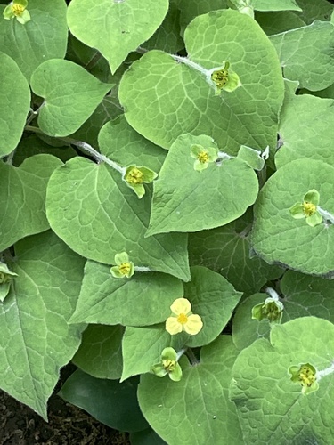 Saruma henryi (upright wild ginger) (alternate view 3)