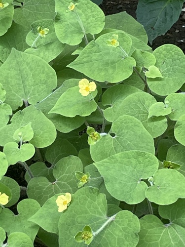 Saruma henryi (upright wild ginger) (alternate view 4)