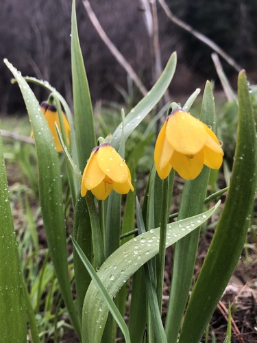 Fritillaria pudica (yellow fritillary) (alternate view 4)
