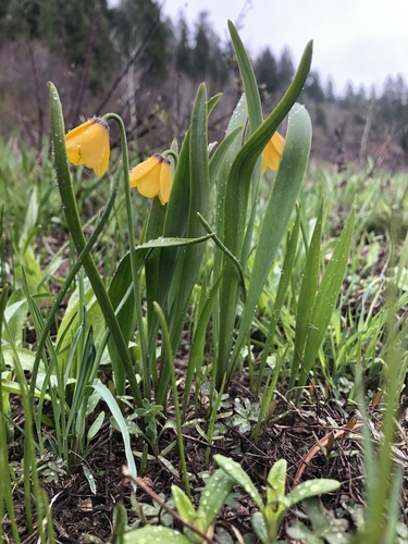 Fritillaria pudica (yellow fritillary) (alternate view 5)