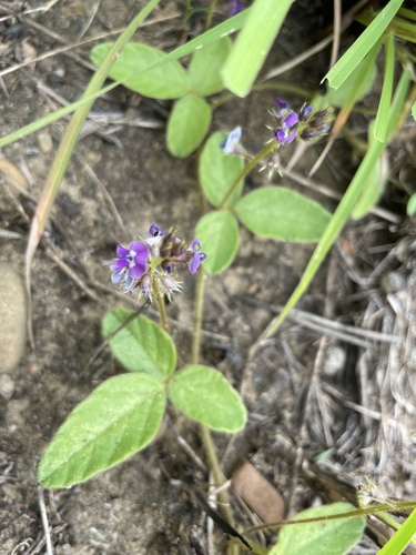 Glycine (Soybeans) (alternate view 4)