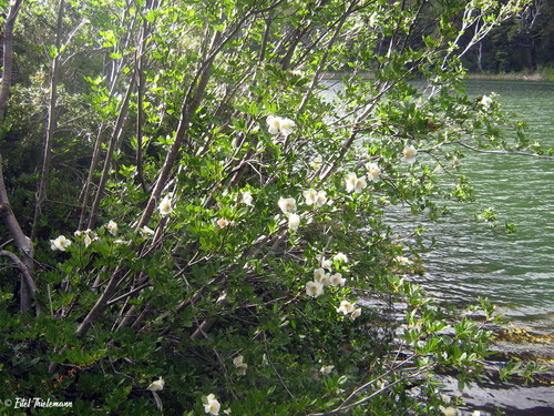 Eucryphia glutinosa (Brush Bush)