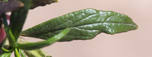 Diplacus longiflorus (southern bush monkeyflower) (alternate view 6)
