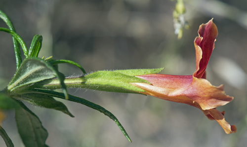 Diplacus longiflorus (southern bush monkeyflower) (alternate view 5)