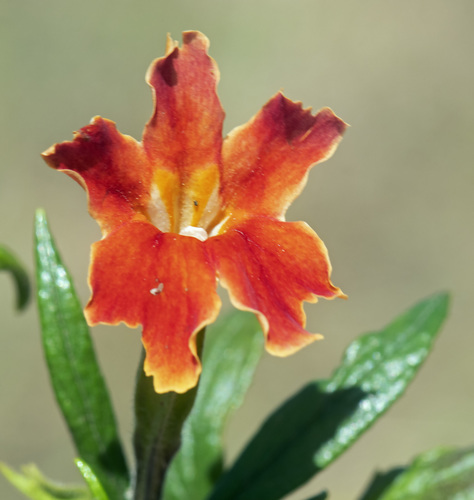 Diplacus longiflorus (southern bush monkeyflower) (alternate view 3)