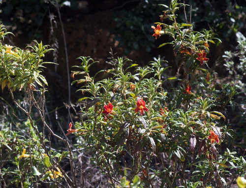 Diplacus longiflorus (southern bush monkeyflower) (alternate view 4)