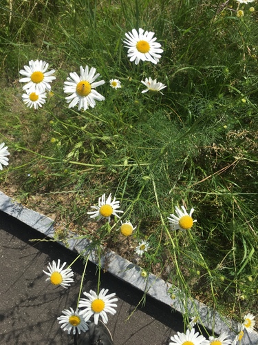 Matricaria chamomilla (German Chamomile)