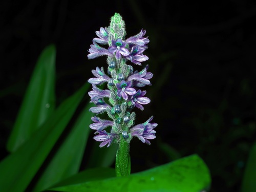 Pontederia cordata (pickerelweed)