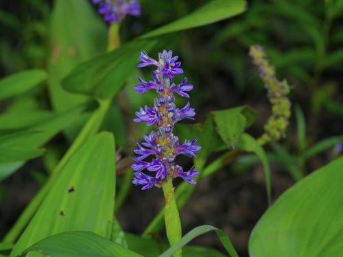Pontederia cordata (pickerelweed)