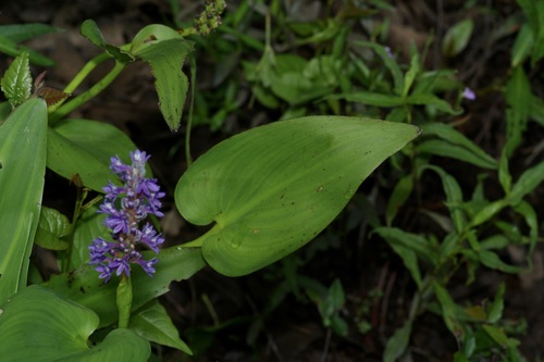 Pontederia cordata (pickerelweed)