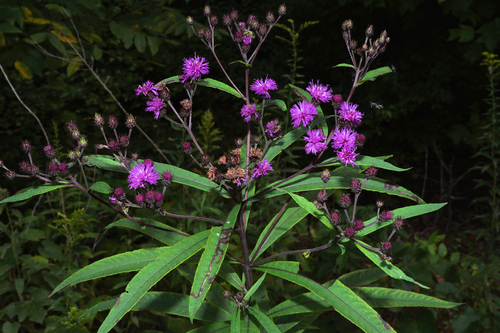 Vernonia noveboracensis (New York Ironweed)