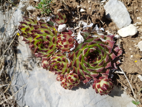 Sempervivum calcareum (alternate view 10)
