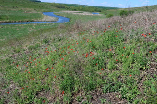 Papaver dubium (Long-headed poppy)