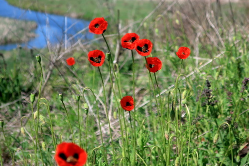 Papaver dubium (Long-headed poppy)