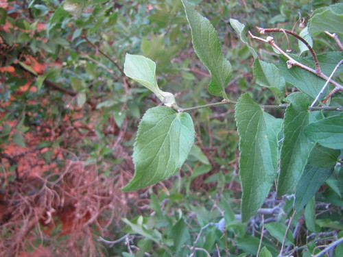 Celtis reticulata (netleaf hackberry) (alternate view 2)