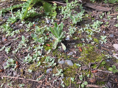 Pseudognaphalium stramineum (cottonbatting plant) (alternate view 6)