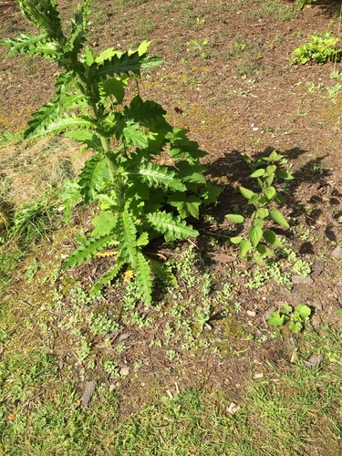Pseudognaphalium stramineum (cottonbatting plant) (alternate view 7)