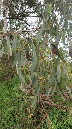 Eucalyptus melliodora (Yellow Box) (alternate view 4)