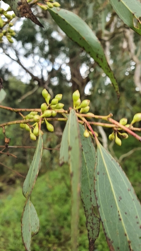 Eucalyptus melliodora (Yellow Box) (alternate view 5)