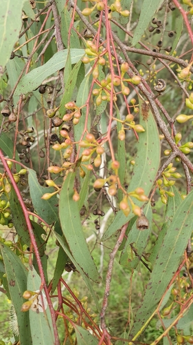 Eucalyptus melliodora (Yellow Box) (alternate view 3)