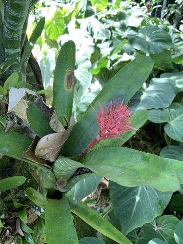 Aechmea fasciata (Silver Vase Bromeliad)