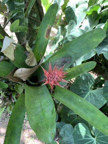Aechmea fasciata (Silver Vase Bromeliad)