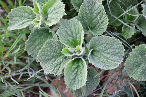 Marrubium vulgare (White Horehound)