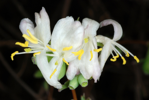 Lonicera fragrantissima (Winter honeysuckle) (alternate view 5)