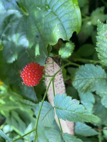Rubus rosifolius (roseleaf bramble) (alternate view 3)