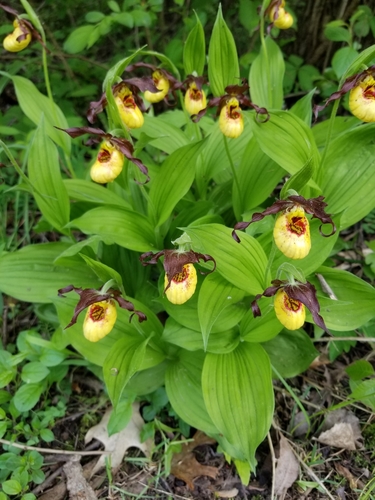 Cypripedium parviflorum (yellow lady's slipper) (alternate view 3)