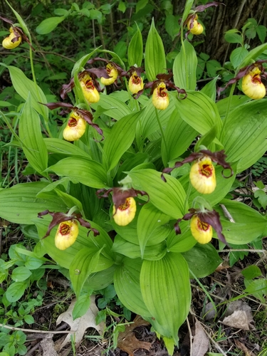 Cypripedium parviflorum (yellow lady's slipper) (alternate view 4)