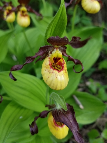 Cypripedium parviflorum (yellow lady's slipper) (alternate view 5)