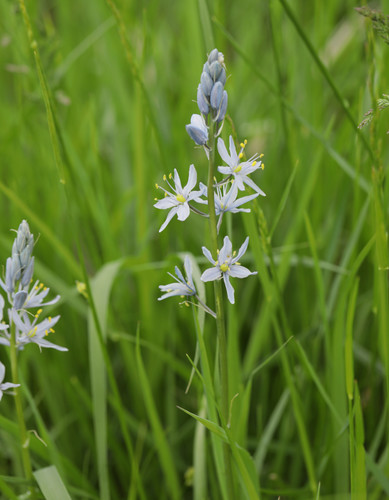 Camassia scilloides (Atlantic camas) (alternate view 6)