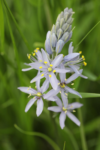Camassia scilloides (Atlantic camas) (alternate view 7)