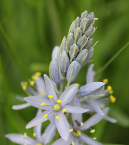 Camassia scilloides (Atlantic camas) (alternate view 8)