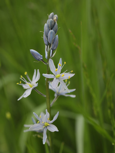 Camassia scilloides (Atlantic camas) (alternate view 9)