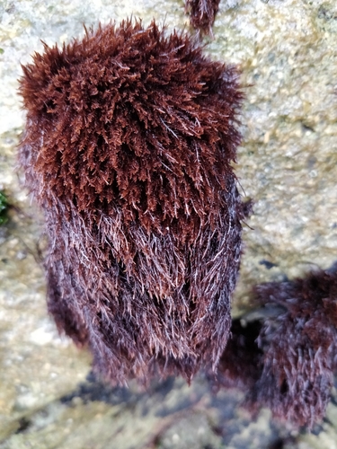 Gelidium (Jellyweeds) (alternate view 3)