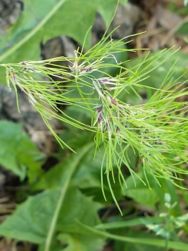 Poa bulbosa (Bulbous Bluegrass)