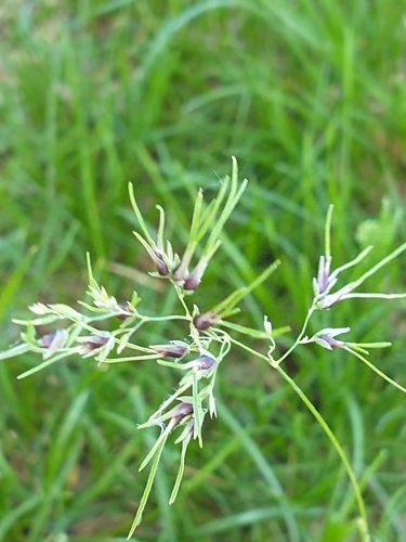 Poa bulbosa (Bulbous Bluegrass) (alternate view 2)