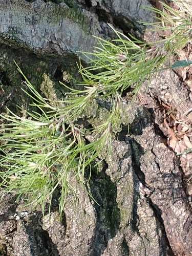 Poa bulbosa (Bulbous Bluegrass) (alternate view 3)