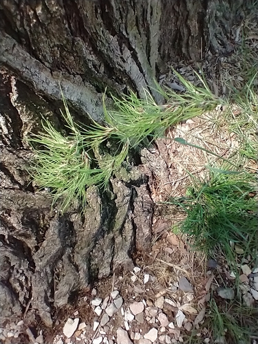 Poa bulbosa (Bulbous Bluegrass) (alternate view 4)