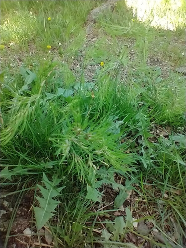 Poa bulbosa (Bulbous Bluegrass) (alternate view 5)