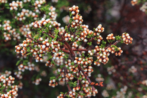 Cryptandra tomentosa (prickly cryptandra) (alternate view 4)
