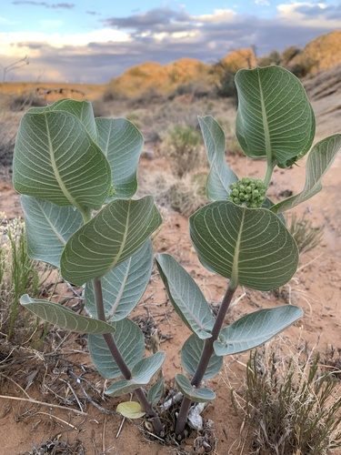 Asclepias latifolia (broadleaf milkweed)